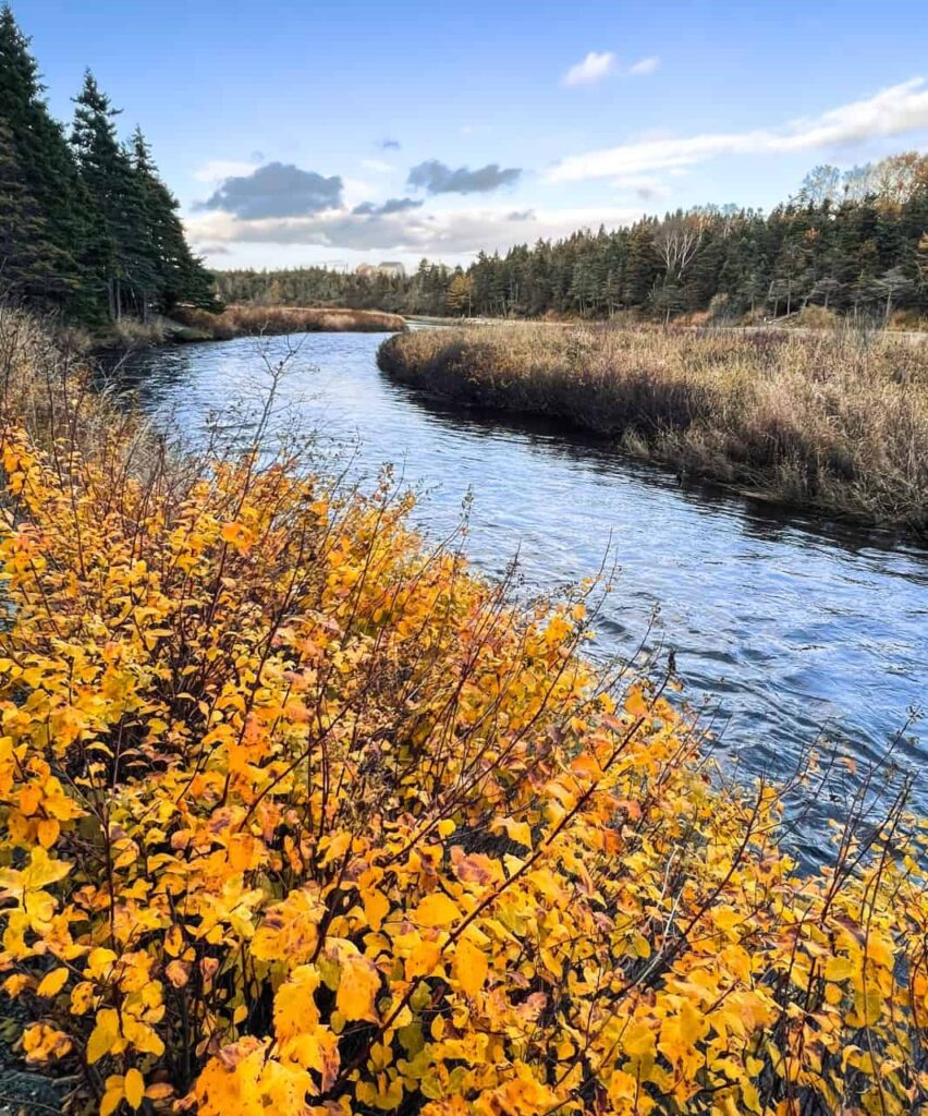 manuels river conception bay south trail in fall large